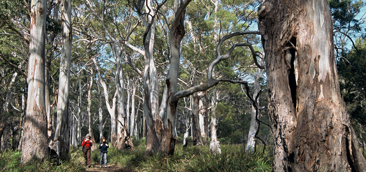 Walking in the blue gum forests - the Arkaba walk, Flinders Ranges South Australia