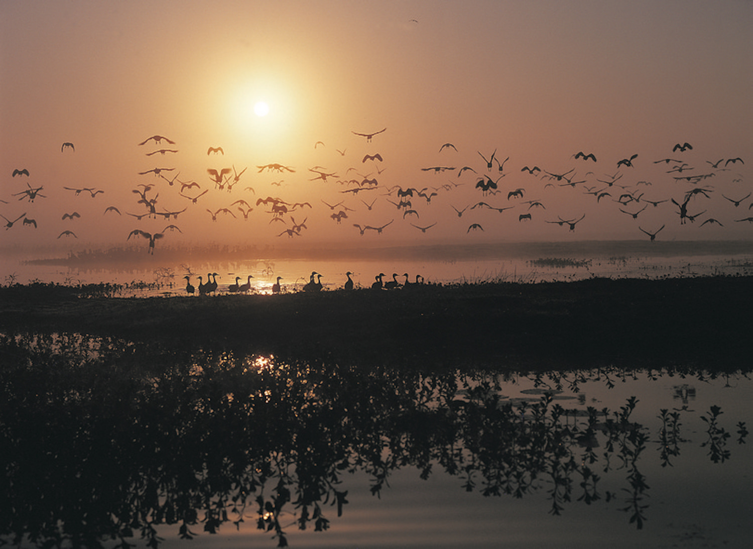 Magpie Geese on the floodplains of Bamurru Plains