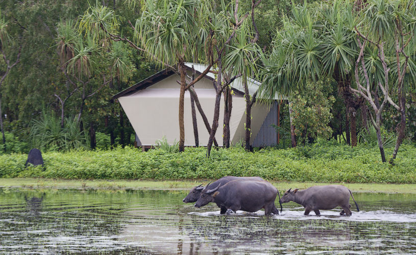 Water buffalo stroll past a bungalow at Bamurru Plains