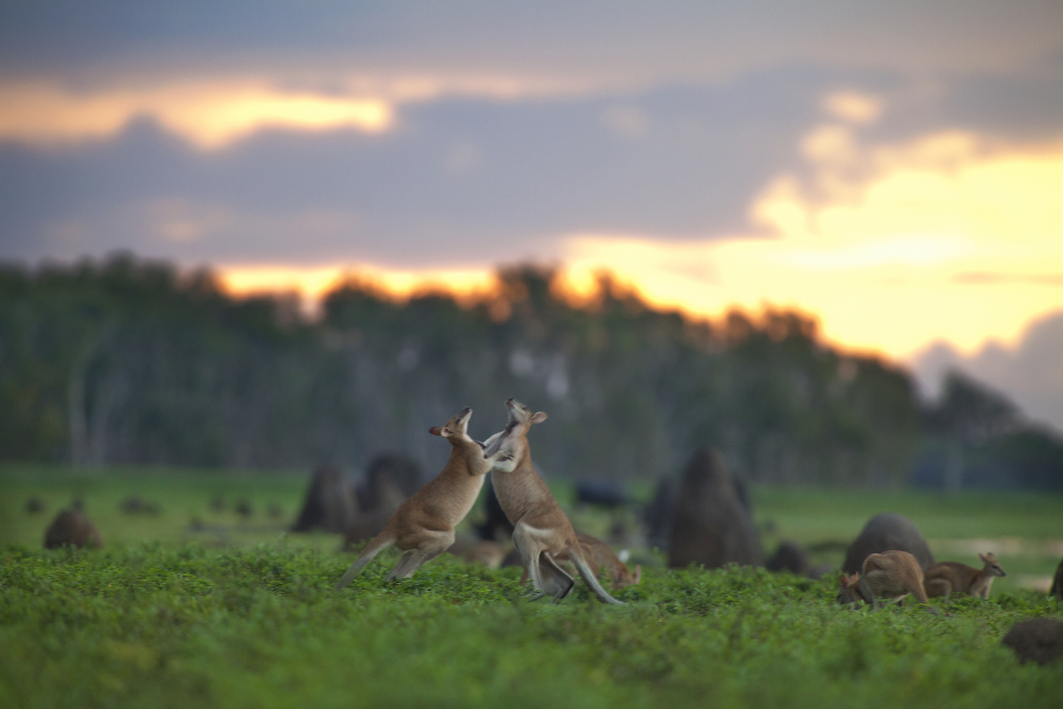 Bamurru Plains is the essence of luxury travel Australia