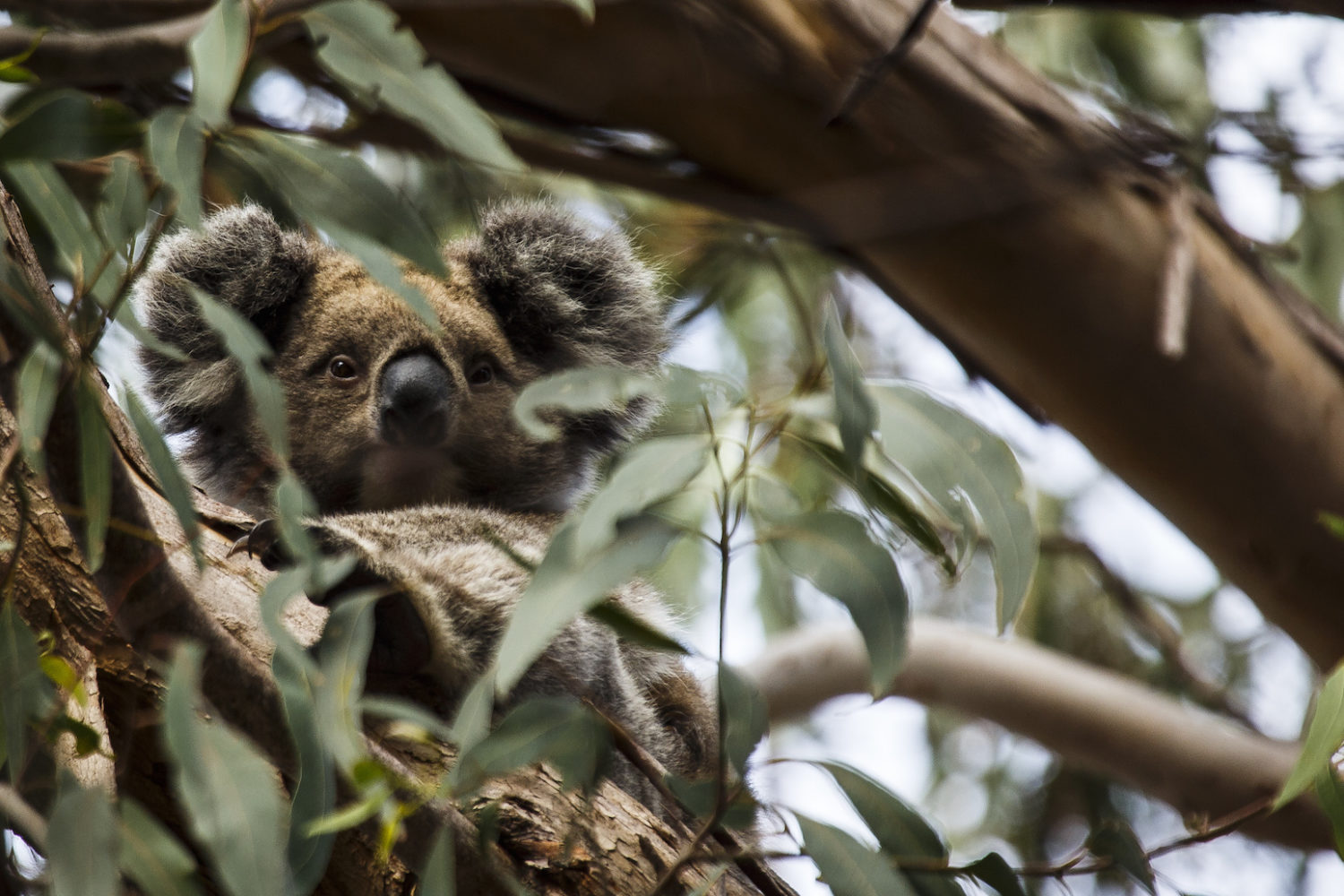 One of the unique and exclusive Australian experiences is seeing a koala on Kangaroo Island