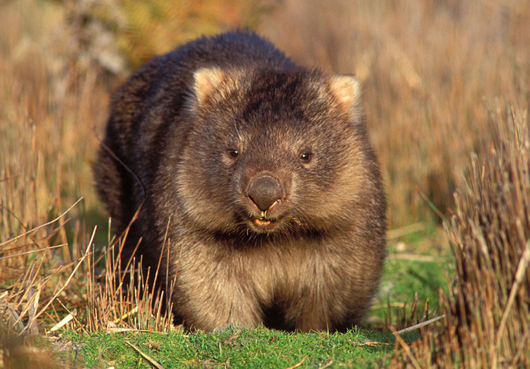 A cute Common Wombat seen on the Maria Island Walk