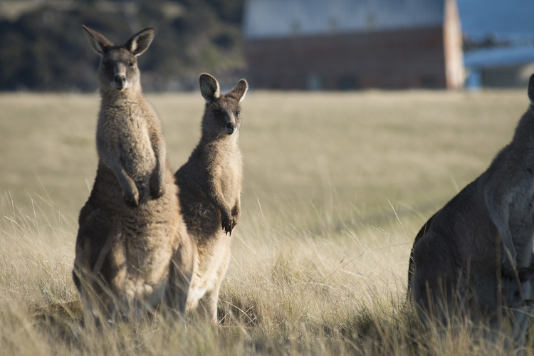 Friendly Eastern Grey Kangaroos seen on the Maria Island Walk