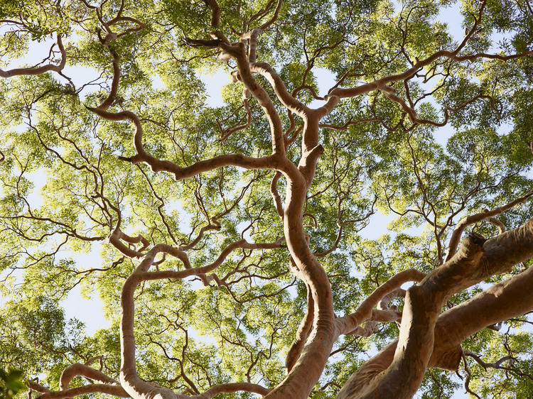 Gorgeous Angophras tree at Pretty Beach House on the Bouddi Peninsula, New South Wales