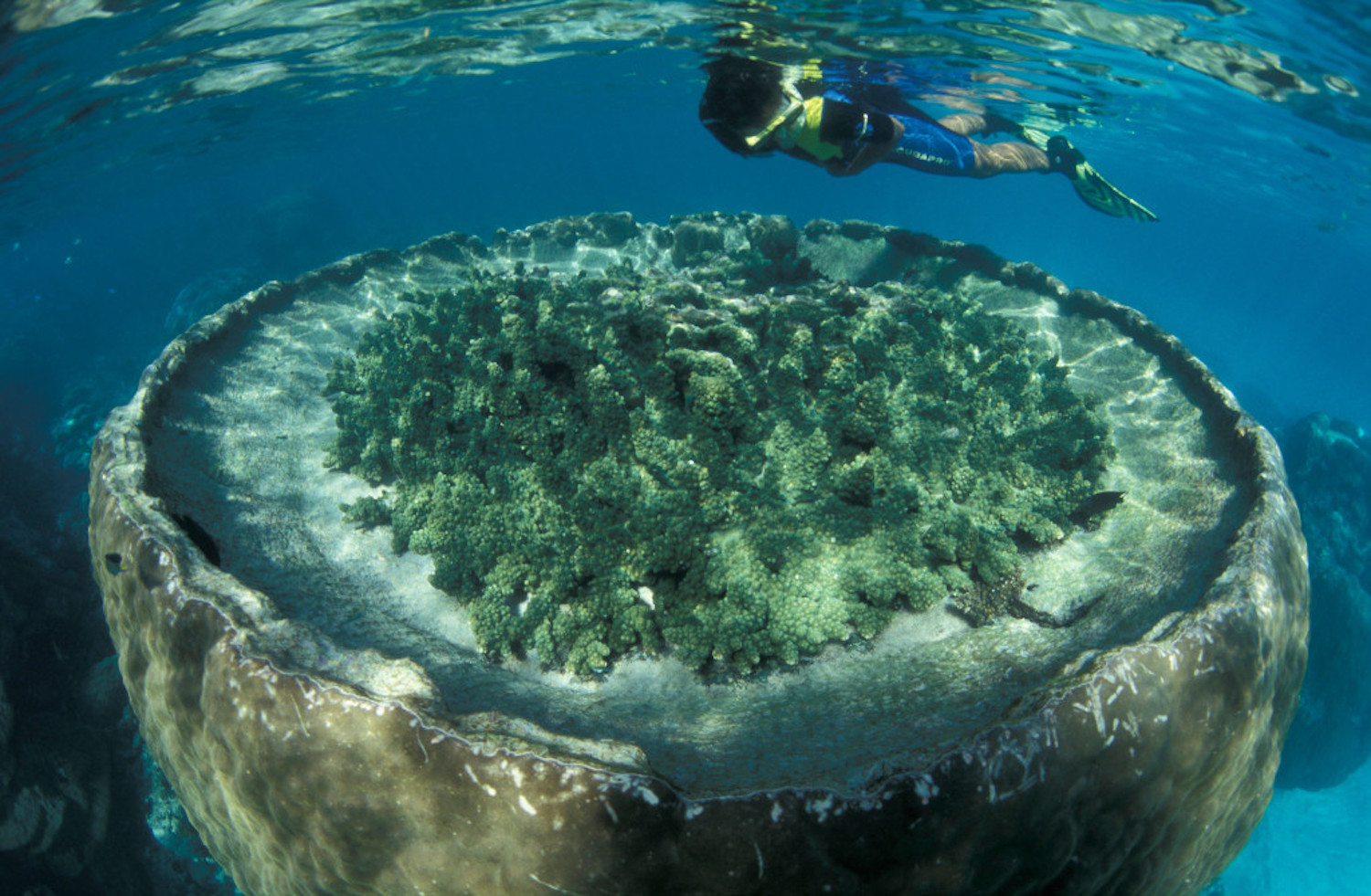 Sal Salis - Ningaloo Reef Blue Lagoon snorkel