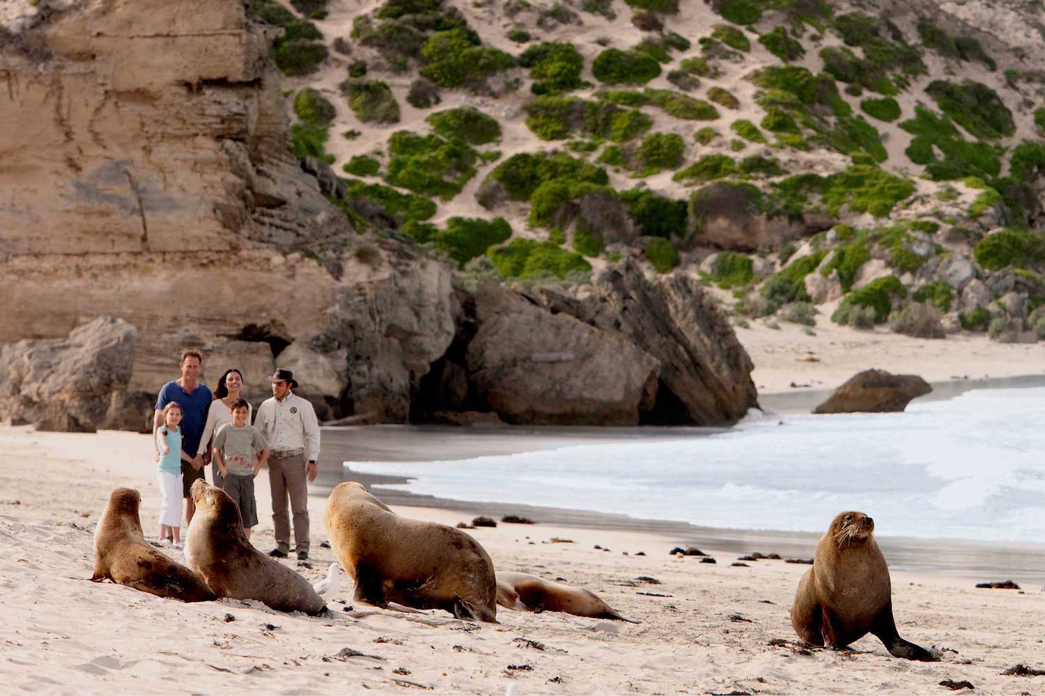 Kangaroo Island seals