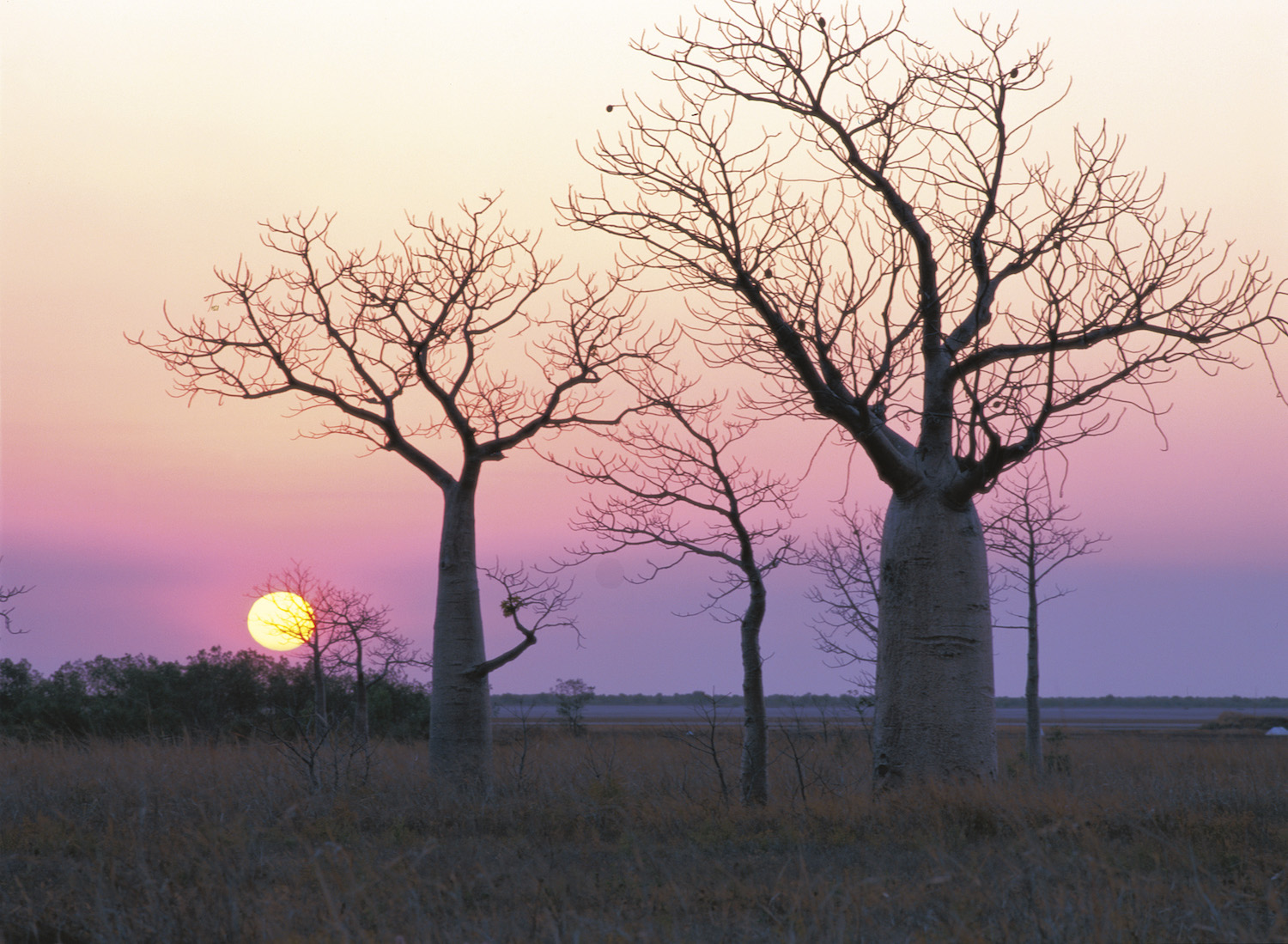 One of the unique and exclusive Australian experiences is watching the sunset over the Baobabs in the Kimberley
