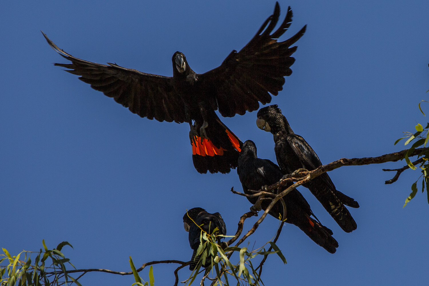 One of the unique and exclusive Australian experiences is seeing Black cockatoos 