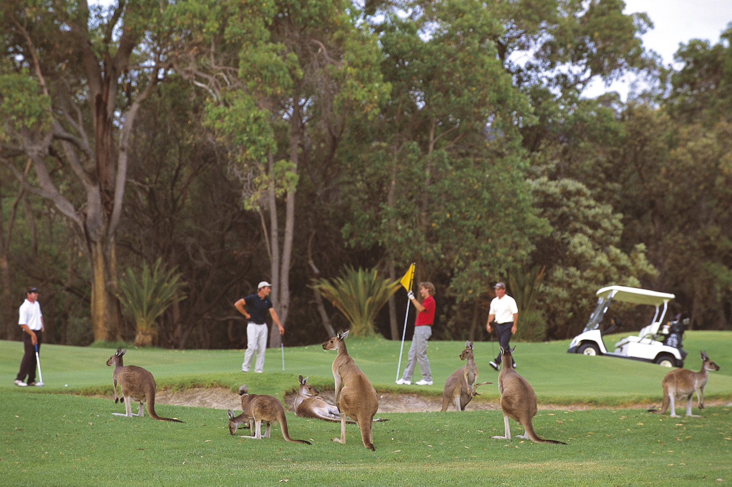 One of the unique and exclusive Australian experiences is golf with Kangaroos