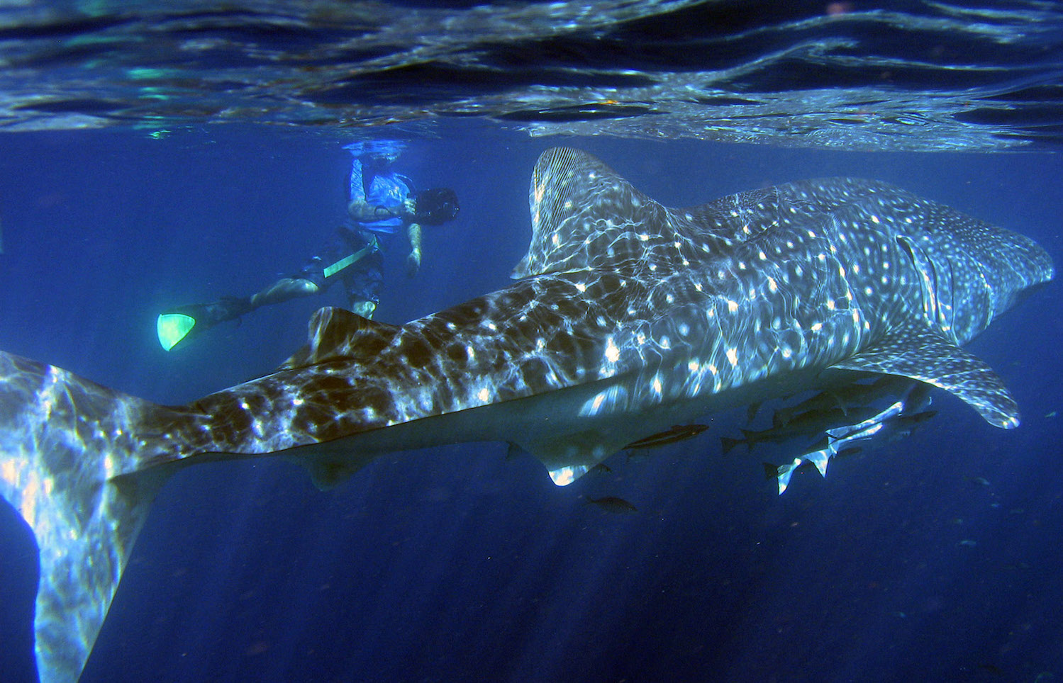 One of the unique and exclusive Australian experiences is the swimming with whale sharks at Ningaloo Reef
