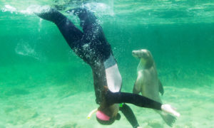 Swim with curious sea-lions at Baird Bay