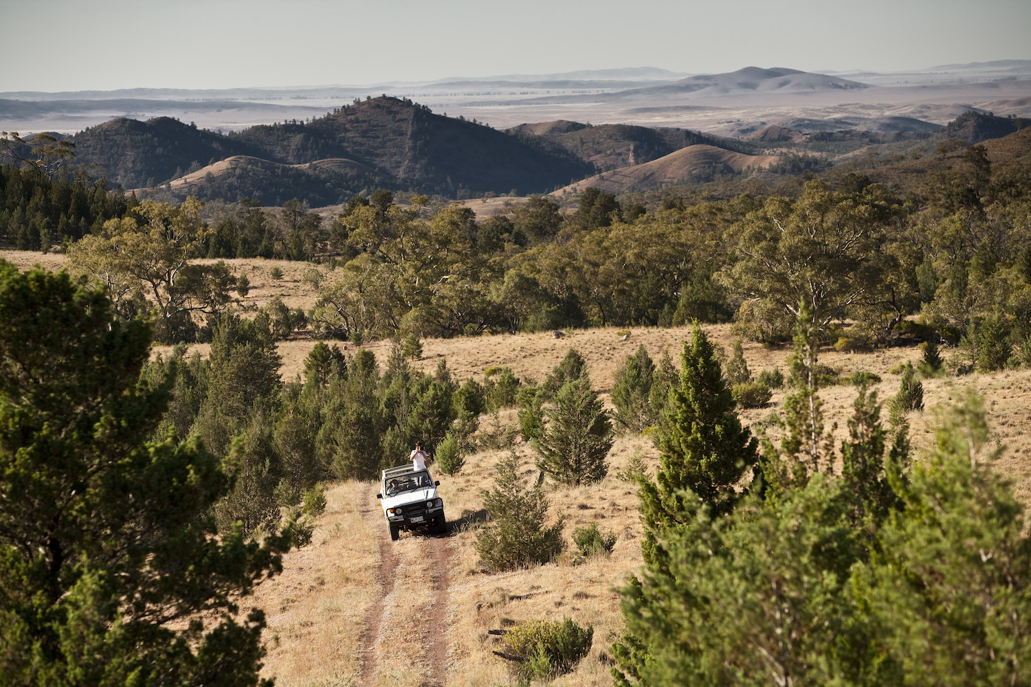 Wildlife safari ecotour drive at Arkaba