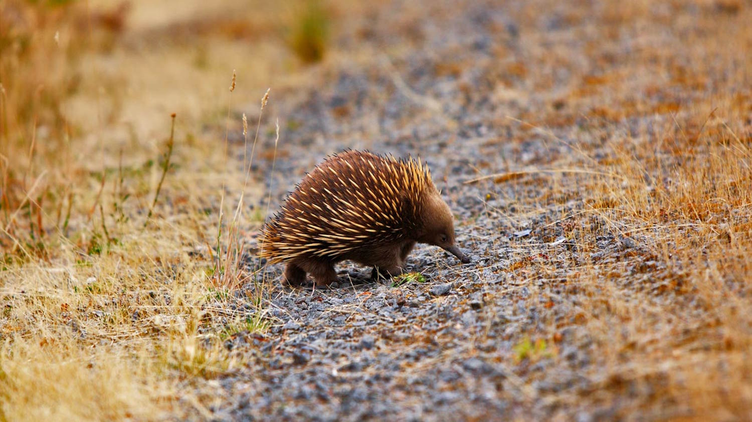 Australia's echidna can be seen on a family vacation in Australia