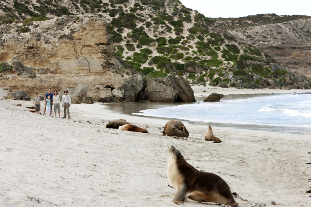 Getting up close and personal with the local seals