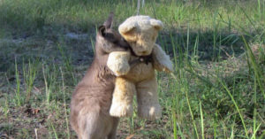 Orphaned Kangaroo and teddy bear