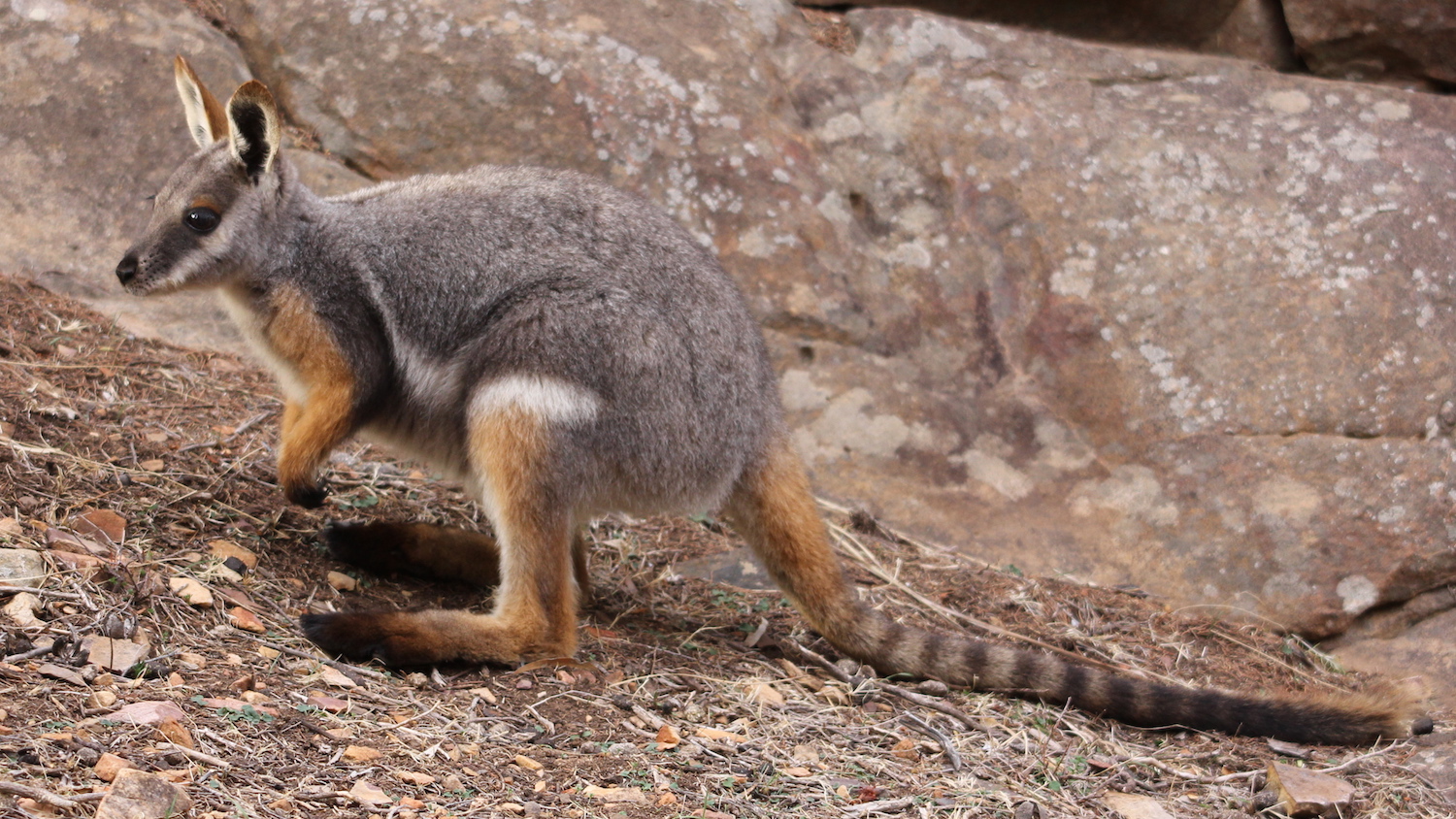 A yellow-footed rock-wallaby Image credit: Scott-Francey 