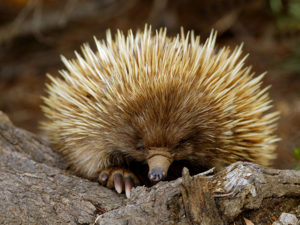 Visit an ecotourism project for the Short-nosed Echidna on Kangaroo Island, South Australia