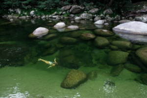 Clear waters of the Mossman Gorge at Silky Oaks Lodge