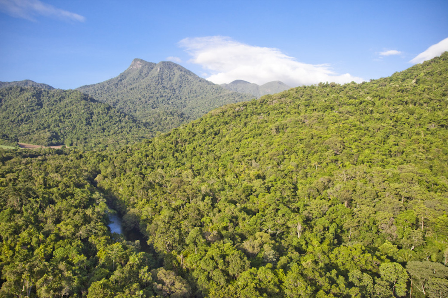 Mt Demi Rainforest by Silky Oaks Lodge 