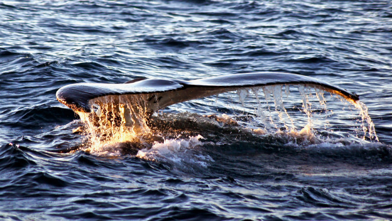 Swim with the Humpback whales at Sal Salis