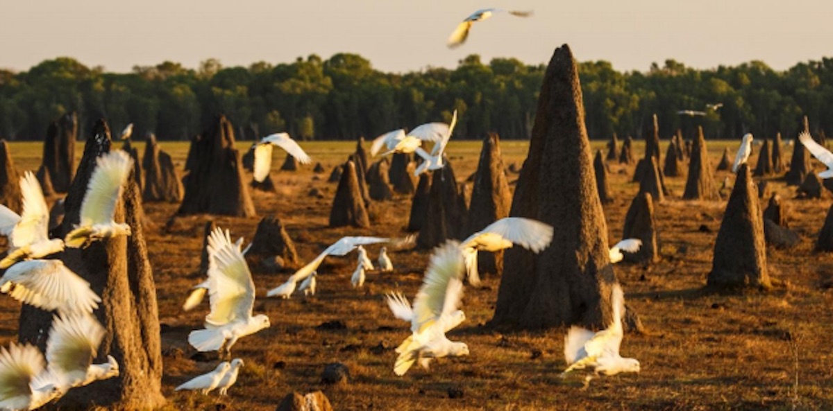 Cockies at Bamurru Plains