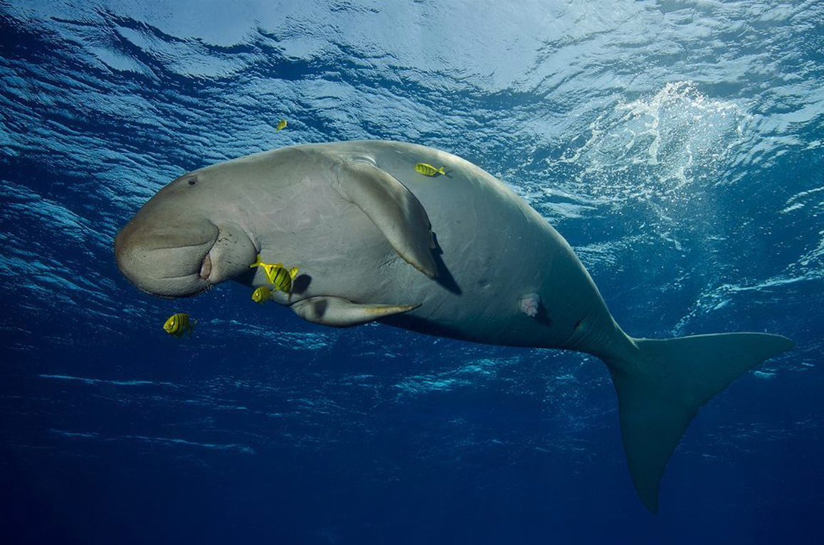 Dugong - Image credit: National Geographic