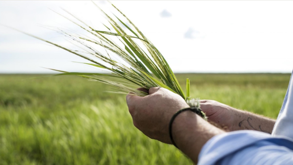 Forage for food at Bamurru Plains