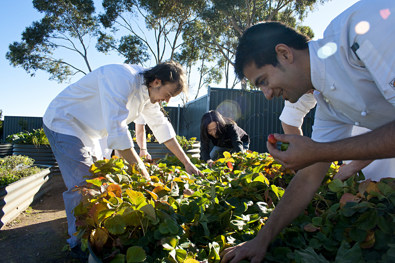 The Louise restaurant Appellation - chef's picking fresh food