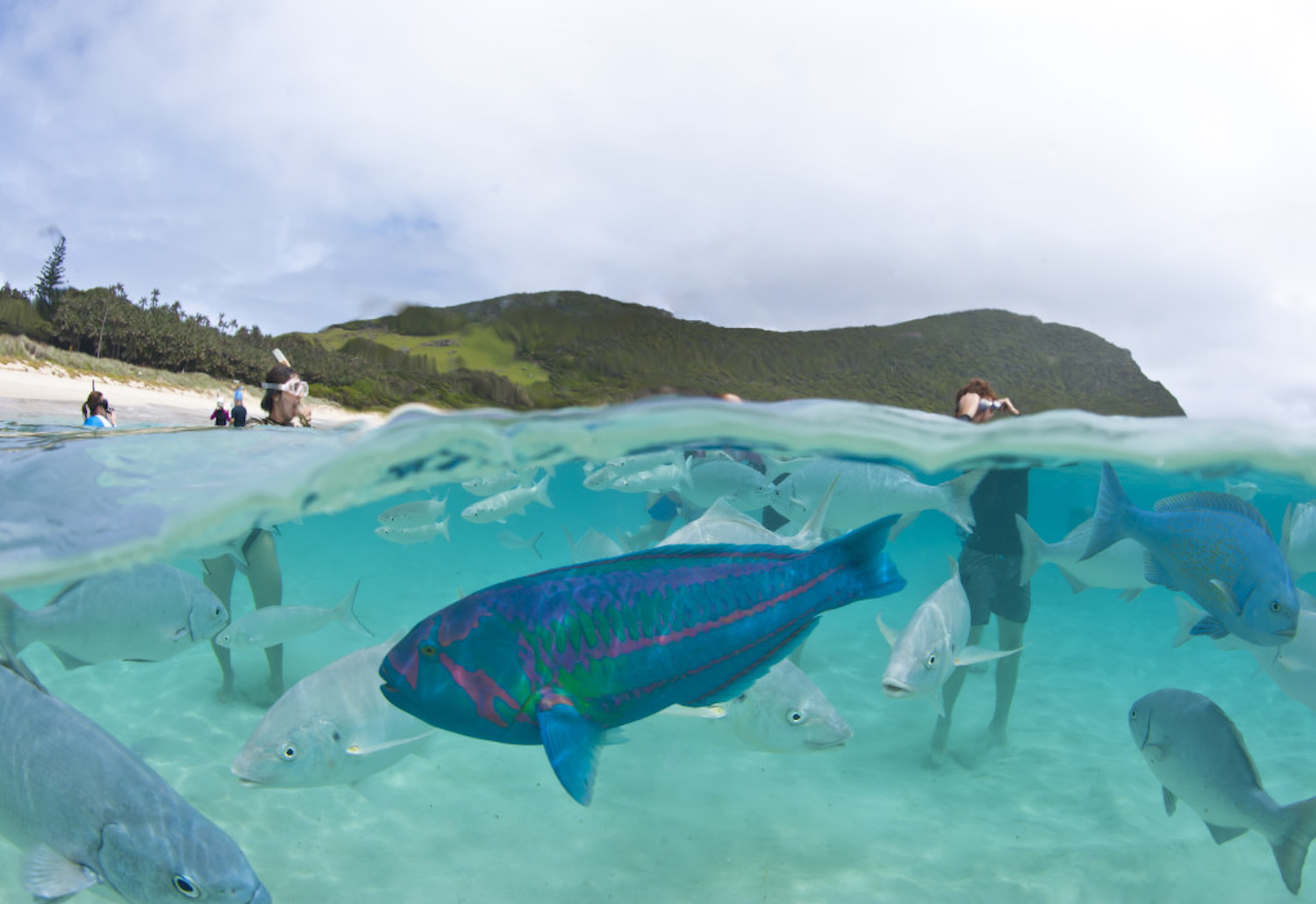 Capella Lodge at Lord Howe Island has fabulous marine life