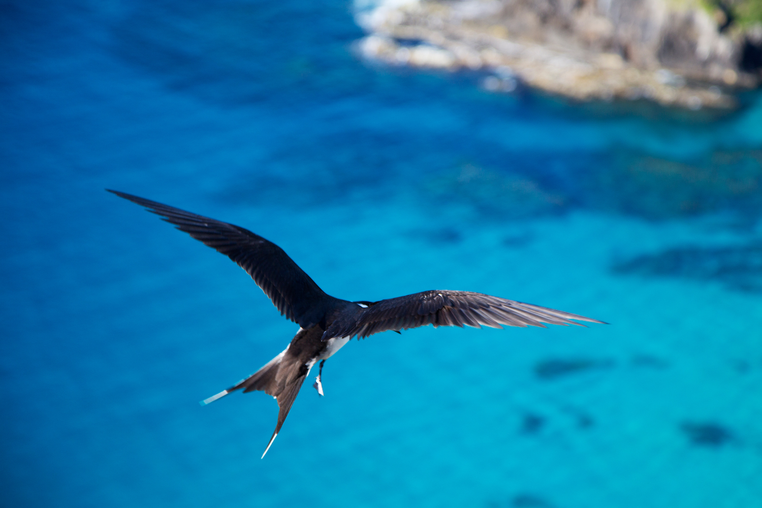 Sea-birds abound on Lord Howe Island