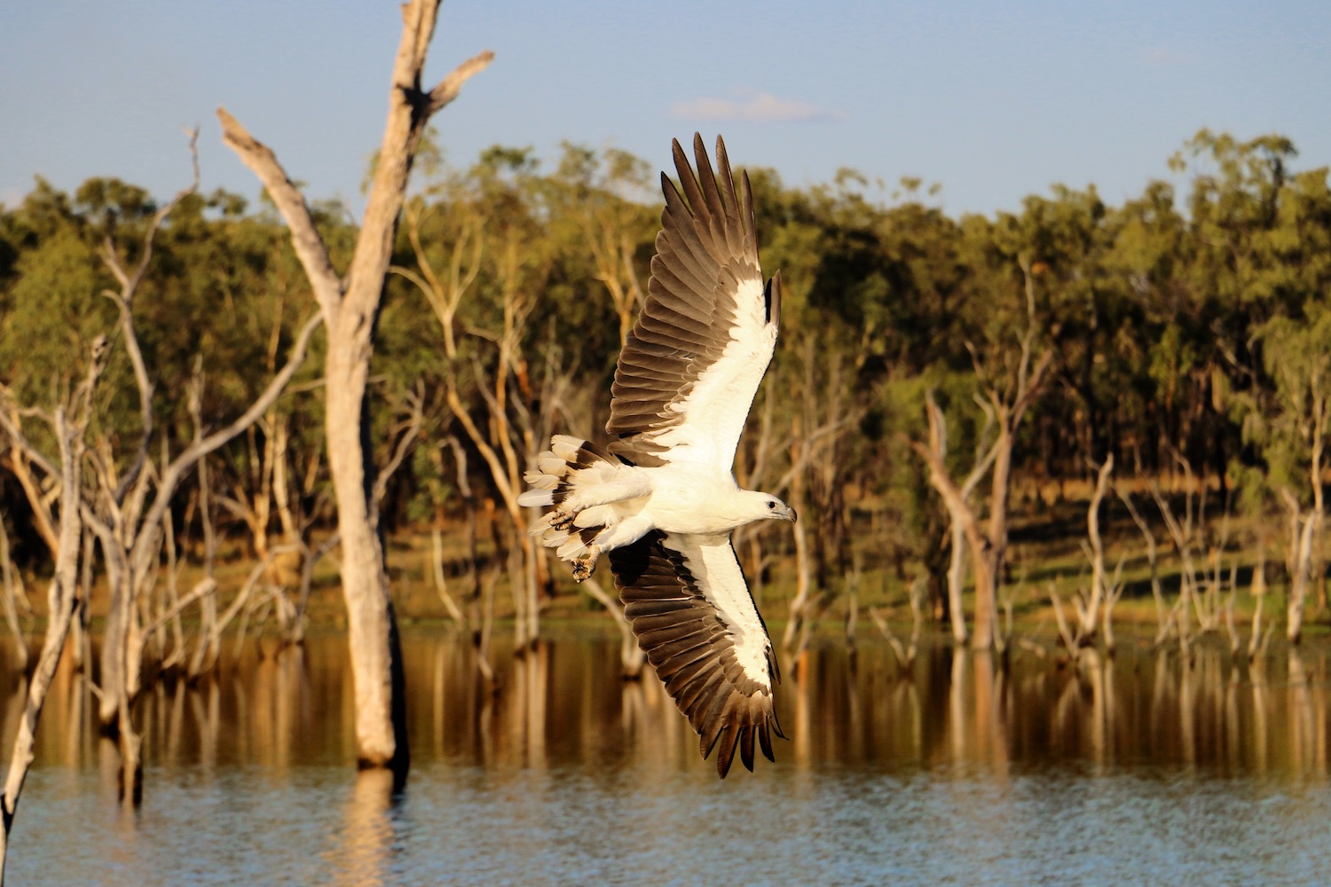 crystalbrook-lodge_outback-queensland_sea-eagle