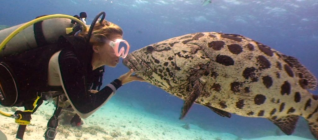 Great Barrier Reef Coral Bleaching Update - Bespoke Vacations