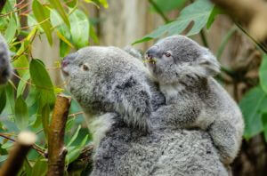 Female koala and her baby