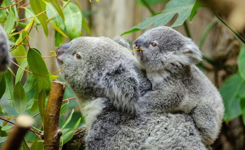 Female koala and her baby