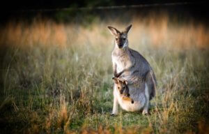 Baby Australian animals - kangaroo and joey