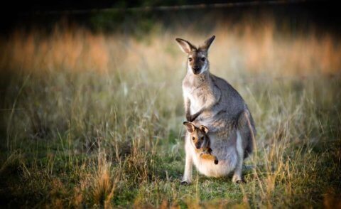 Itinerary – Encounters with Baby Australian Animals