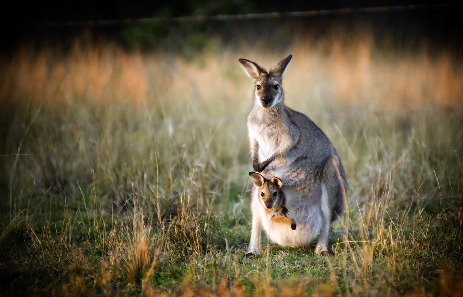 Itinerary - Encounters with Baby Australian Animals - Bespoke vacations