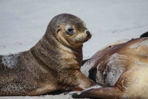 Baby Australian Animals - baby seal on Kangaroo Island