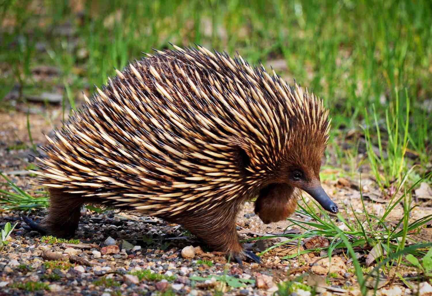 Baby Australian Animals -echidna