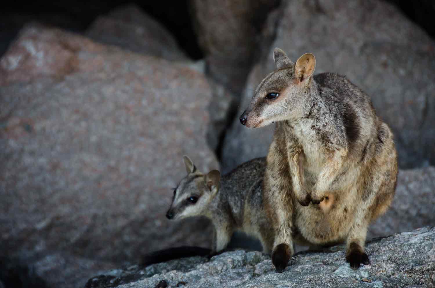 Baby Australian animals - Yellow footed rock wallaby