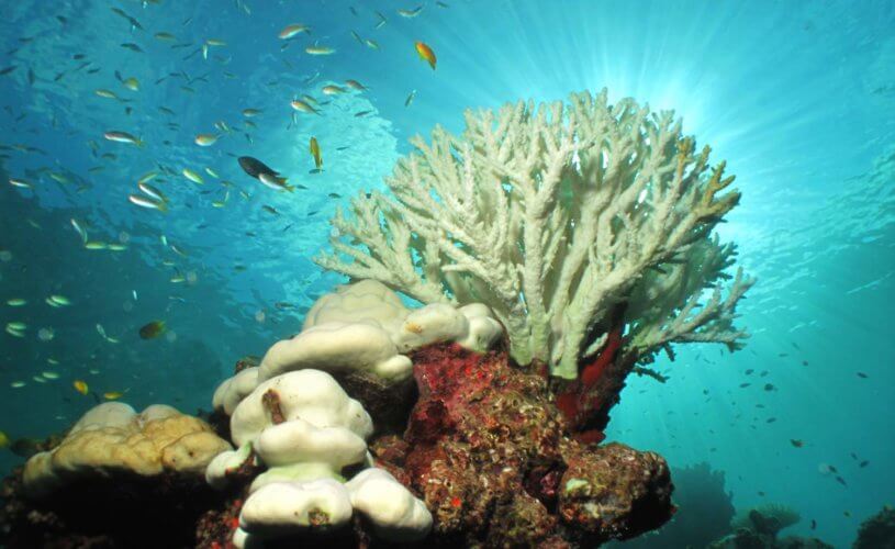 Great Barrier Reef Coral Bleaching update