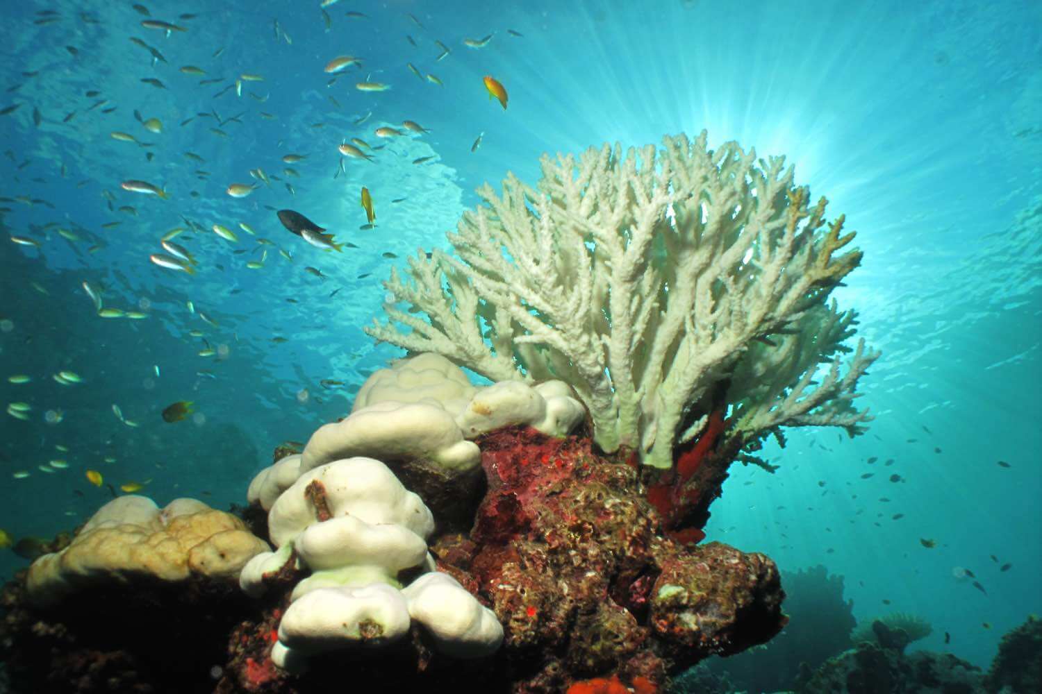 great-barrier-reef-coral-bleaching-update-bespoke-vacations