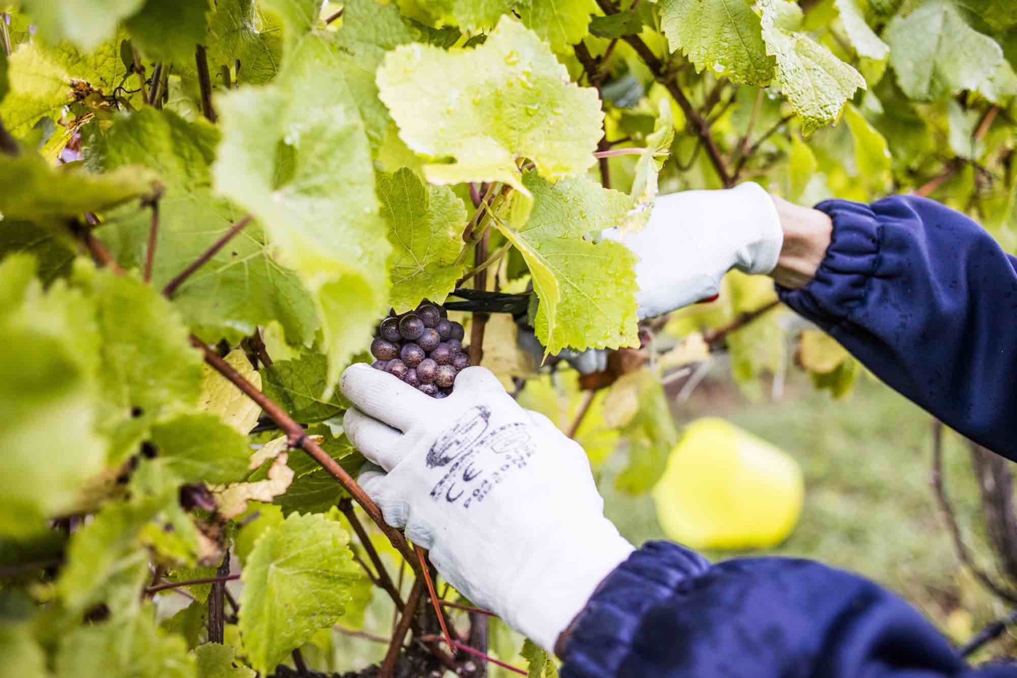 Polperro wines