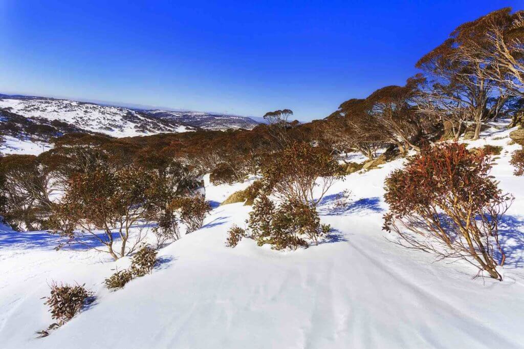 Kangaroos at the snow? Take a day trip to Australia's High Country