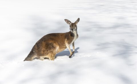 Kangaroos at the snow? Take a day trip to Australia’s High Country.