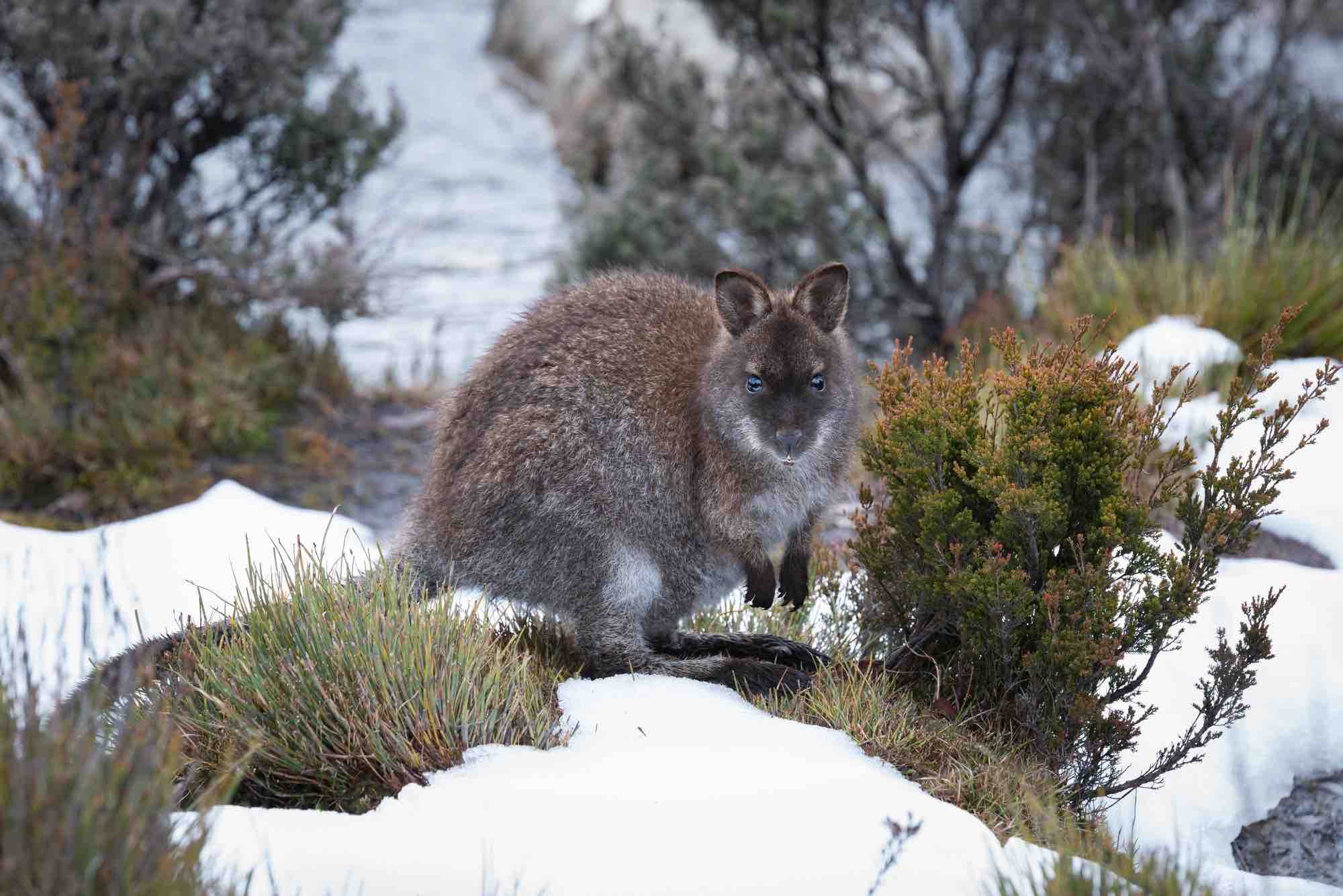 A wallaby in the snow in Australia