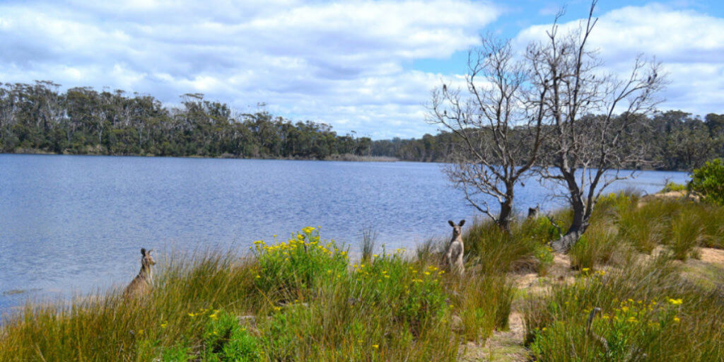 Tanja Lagoon Camp Kangaroos-at-Tanja-Lagoon-1-1030x515 - Alquemie