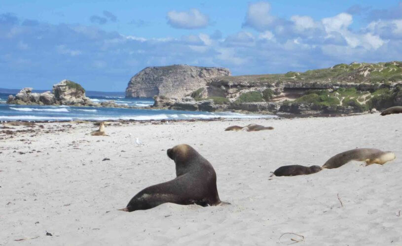Seal Bay on Kangaroo Island