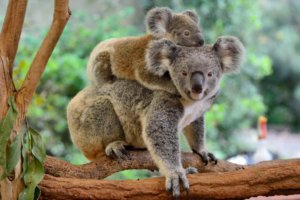 Tree planting for koalas