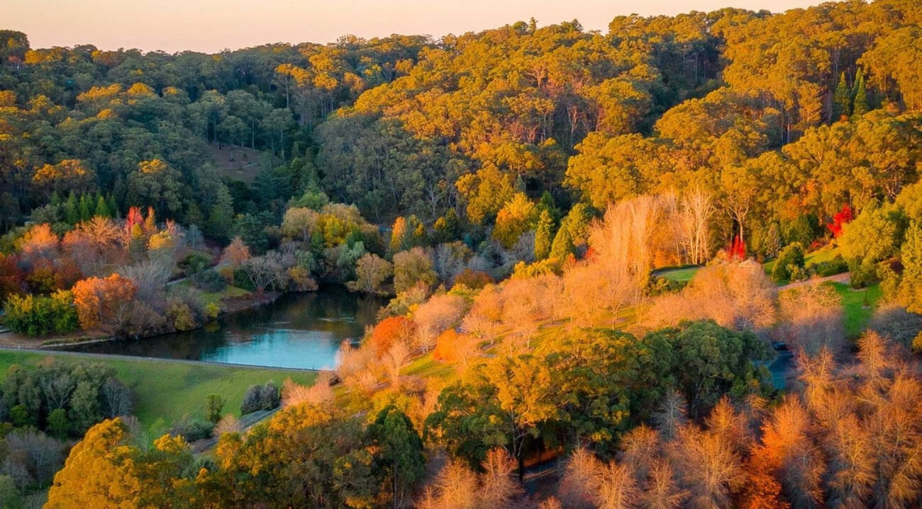 Mt Lofty Botanic Gardens in the Autumn